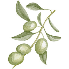 Watercolor image of an olive branch with leaves. Hand drawn watercolor olive branches