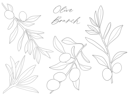 Set of watercolor olive branches with leaves. Hand drawn watercolor olive branches. Olive fruits on white background