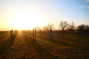 Fototapeta na wymiar Sonnenaufgang über den burgenländischen Weingärten