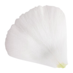 White flower petal. On a blank background