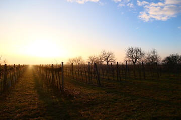 burgenländische Weingärten im Sonnenaufgang