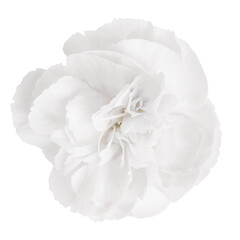 White flower on a blank background