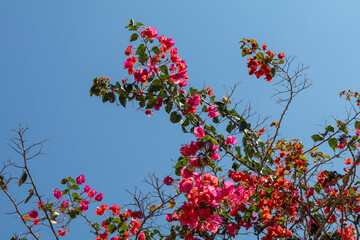 Lush nature with its colorful spring flowers.