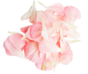 Obraz na płótnie Canvas Set of pink flower petal. On a blank background