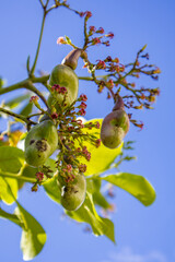 Flowering cashew tree provides organic, tasty and healthy fruit in the middle of the Brazilian summer.