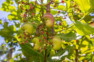Flowering cashew tree provides organic, tasty and healthy fruit in the middle of the Brazilian...