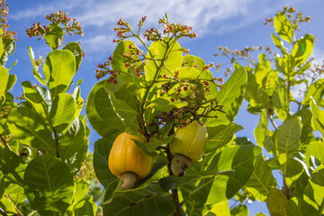 Flowering cashew tree provides organic, tasty and healthy fruit in the middle of the Brazilian summer.