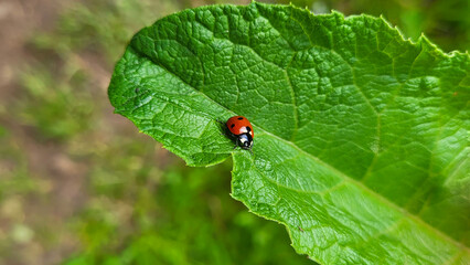 A small ladybug on a large green burdock leaf