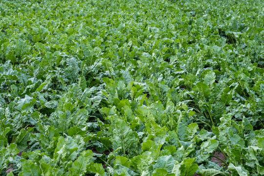 Fodder beet close-up on the field. Crop and farming. Beet plants in field.