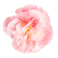Pink flower on a blank background