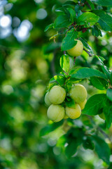 Ripe yellow plums on a tree in a garden. Plum tree.Selective focus.