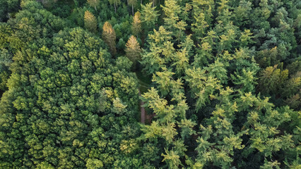 Aerial drone view of forest landscape in The Netherlands on a sunny summer day. Woodland woods landscape captured from above.