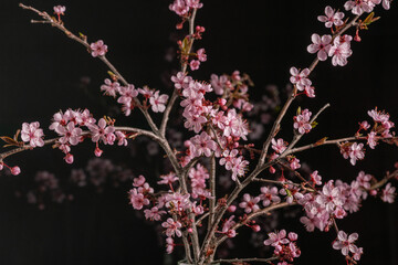 branch of blossoming sakura on black background
