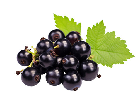 a bunch of black currants with leaves