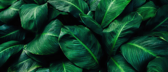Close up tropical Green leaves texture and abstract background., Nature concept. - obrazy, fototapety, plakaty
