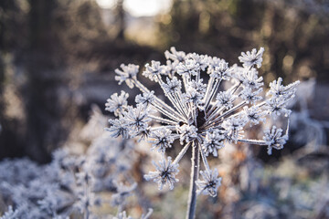 Winter around