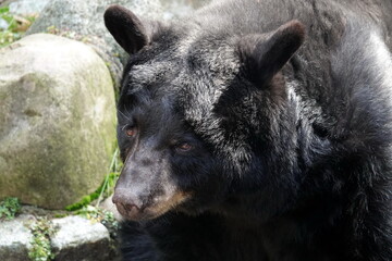 Baribal (Ursus americanus Pallas) 