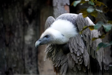 Griffon vulture