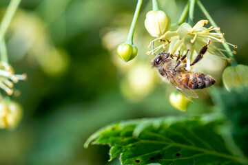 Fototapeta premium Honigbiene