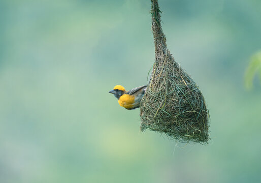 Male Baya Weaver Attracting Female Bird In Nesting Colony Stock Photo -  Download Image Now - iStock