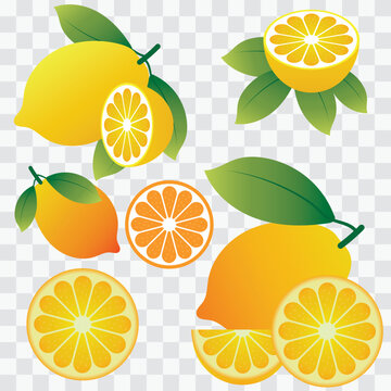 Fresh lemon fruits icon, collection of vector illustrations. Realistic lemon with green leaf  whole and sliced lemon set, sour fresh fruit icon set. Lemon vector illustration.