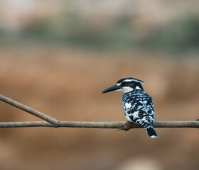 black-capped pied kingfisher