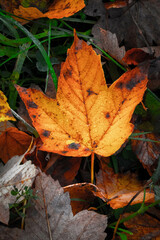 Goldener Oktober in den Allgäuer Alpen bei Oberstdorf.