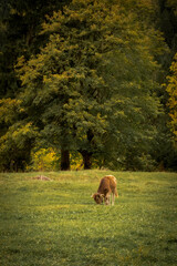 Goldener Oktober in den Allg&auml;uer Alpen bei Oberstdorf.