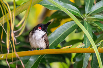 Red-whiskered bulbul bird, pycnonotus jocosus, perched on branch stem, Mauritius