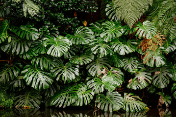 Tropical plant wall background with monstera leaves. Lush green foliage. Large monstera deliciosa and fern leaves 