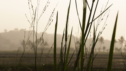 Tender grasses in the morning light