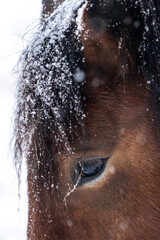 Pferdeauge in Schneeflocken