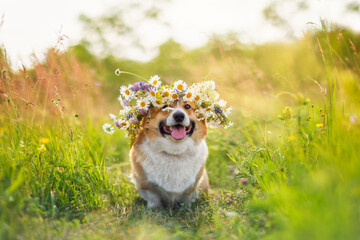 cute corgi dog in a wildflower cage sits on a summer sunny meadow