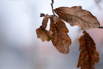 Dead oak leaves in wintertime still hanging on the tree branch