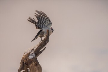 Woodpecker flying in Winter