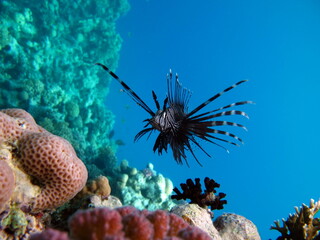 Lion Fish in the Red Sea in clear blue water hunting for food .