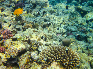 Naklejka na ściany i meble Many colorful fishes in one coral reef of the Red Sea