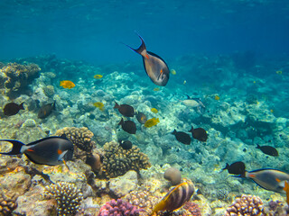 Fototapeta na wymiar Many colorful fishes in one coral reef of the Red Sea