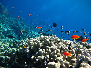 Colorful tropical fish on a coral reef, amazingly beautiful fairy world. In the coral gardens of...