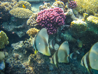 Many colorful fishes in one coral reef of the Red Sea
