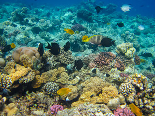 Obraz na płótnie Canvas Many colorful fishes in one coral reef of the Red Sea