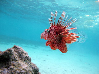 Lion Fish in the Red Sea in clear blue water hunting for food .