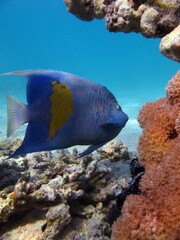 Naklejka na ściany i meble Colorful tropical fish on a coral reef, amazingly beautiful fairy world. In the coral gardens of the Red Sea.