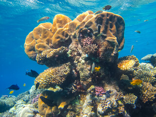 Many colorful fishes in one coral reef of the Red Sea