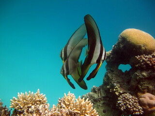 Long fin Longfin Batfish Platax family Ephippidae - grows up to 70 cm It feeds on algae and small...