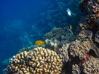Many colorful fishes in one coral reef of the Red Sea