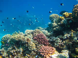 Many colorful fishes in one coral reef of the Red Sea