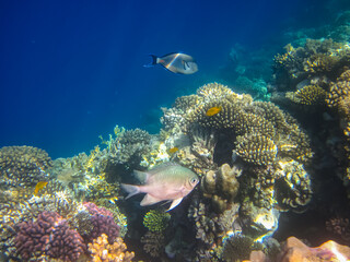 Fototapeta na wymiar Many colorful fishes in one coral reef of the Red Sea