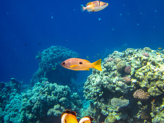 Naklejka na ściany i meble Many colorful fishes in one coral reef of the Red Sea