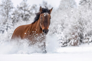 Horse in motion: A bay brown huzule pony running through a snowy winter landscape